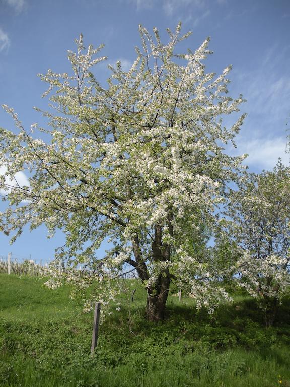 Appartamento Haus Margit Kössen Esterno foto